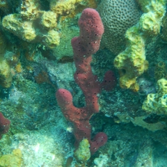 Amphimedon compressa