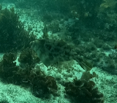 Scobinichthys granulatus