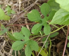 Ipomoea pes-tigridis