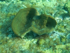Ircinia campana