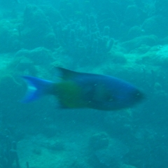 Bodianus parrae
