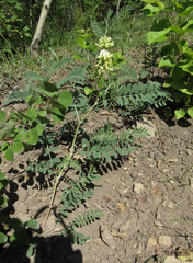 Astragalus canadensis