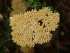 Ozothamnus ferrugineus