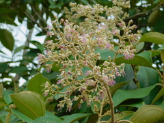 Miconia molybdea