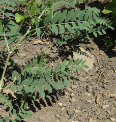 Astragalus canadensis