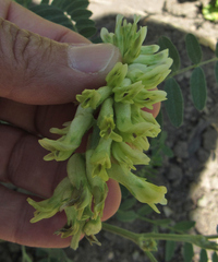 Astragalus canadensis