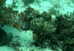 Notolabrus gymnogenis