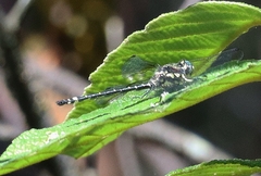 Eusynthemis brevistyla