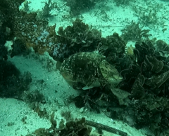 Notolabrus gymnogenis