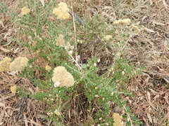Ozothamnus ferrugineus