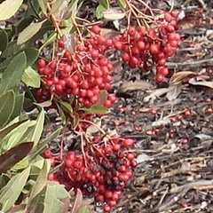Heteromeles arbutifolia