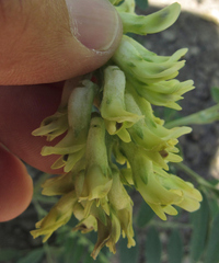 Astragalus canadensis