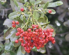 Heteromeles arbutifolia