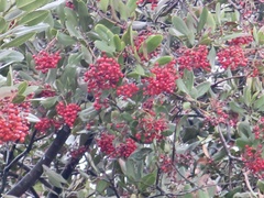 Heteromeles arbutifolia