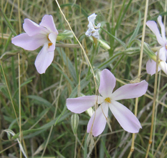 Phlox longifolia