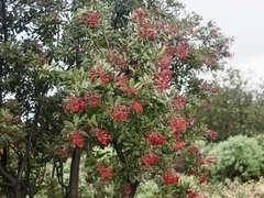 Heteromeles arbutifolia
