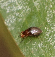 Steganopsis melanogaster