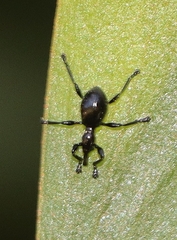 Rhynolaccus formicarius