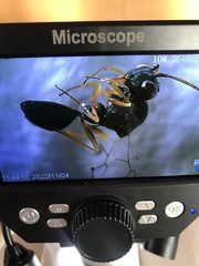 Cynipoidea