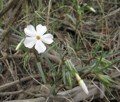 Phlox longifolia