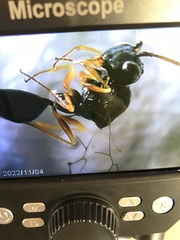 Cynipoidea