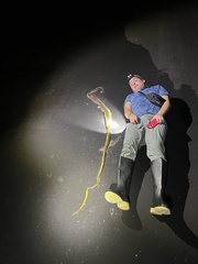 Chironius multiventris