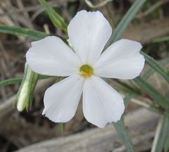 Phlox longifolia