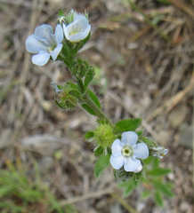 Lappula occidentalis