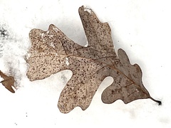 Neuroterus tantulus