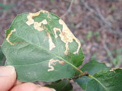 Stigmella variella