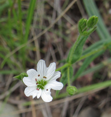 Pseudostellaria jamesiana