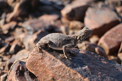 Agama anchietae