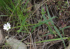 Pseudostellaria jamesiana