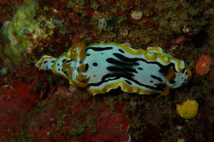Chromodoris michaeli