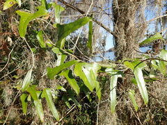 Smilax auriculata