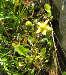 Halerpestes cymbalaria