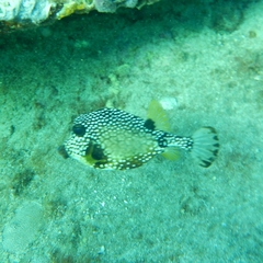 Lactophrys triqueter