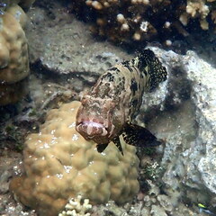 Epinephelus fuscoguttatus