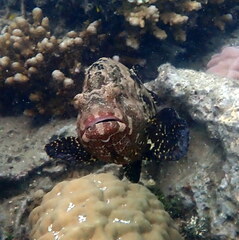 Epinephelus fuscoguttatus