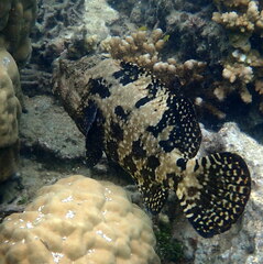 Epinephelus fuscoguttatus