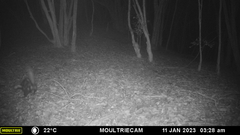 Spilogale angustifrons