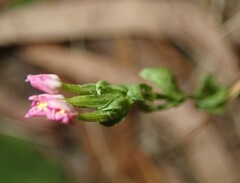 Centaurium tenuiflorum