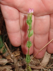 Centaurium tenuiflorum