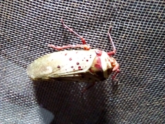 Copidocephala guttata