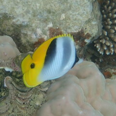 Chaetodon ulietensis