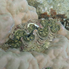 Tridacna maxima