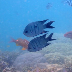 Abudefduf whitleyi