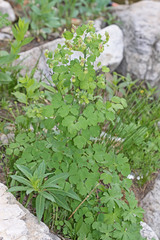 Thalictrum fendleri fendleri