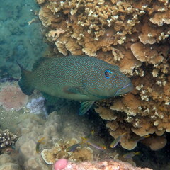 Plectropomus leopardus