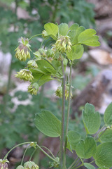 Thalictrum fendleri fendleri